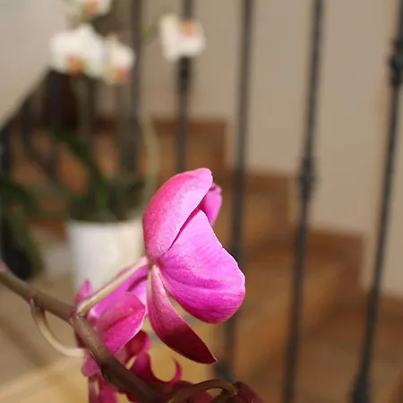 בית הארחה Stazione מונפלקונה